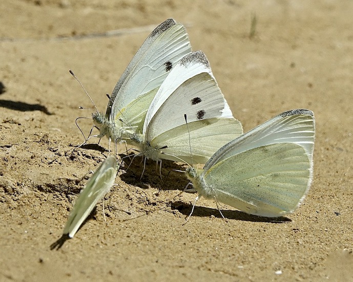 small white